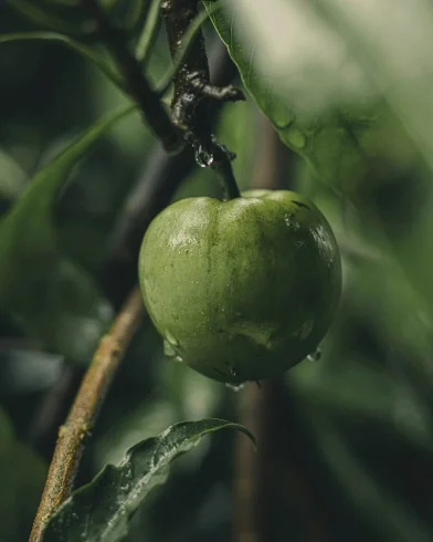 Fresh cacay fruit from Colombia